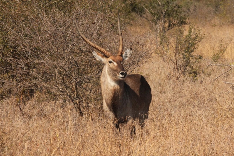 Commercial Property for Sale in Swartruggens North West